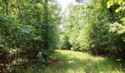 Photo of SOLD!  81.5 Acres of Waterfront Property For Sale in Blount's Creek Beaufort County NC!
