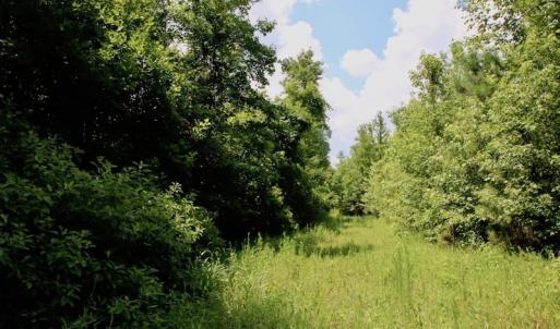 Photo of SOLD!  81.5 Acres of Waterfront Property For Sale in Blount's Creek Beaufort County NC!