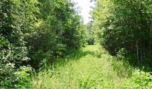 Photo of SOLD!  81.5 Acres of Waterfront Property For Sale in Blount's Creek Beaufort County NC!