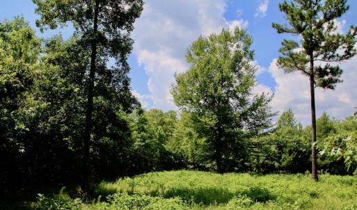 Photo of SOLD!  81.5 Acres of Waterfront Property For Sale in Blount's Creek Beaufort County NC!