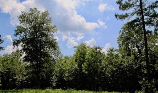 Photo of SOLD!  81.5 Acres of Waterfront Property For Sale in Blount's Creek Beaufort County NC!