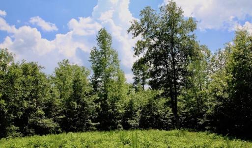 Photo of SOLD!  81.5 Acres of Waterfront Property For Sale in Blount's Creek Beaufort County NC!