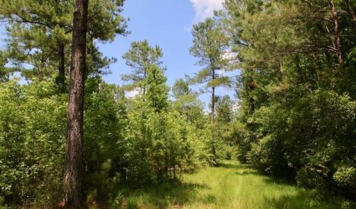 Photo of SOLD!  81.5 Acres of Waterfront Property For Sale in Blount's Creek Beaufort County NC!