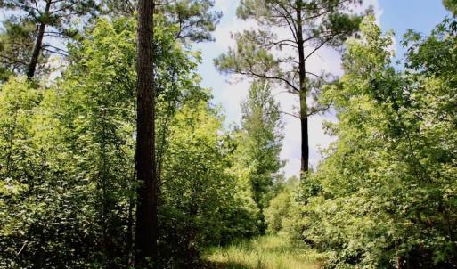 Photo of SOLD!  81.5 Acres of Waterfront Property For Sale in Blount's Creek Beaufort County NC!