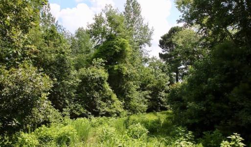Photo of SOLD!  81.5 Acres of Waterfront Property For Sale in Blount's Creek Beaufort County NC!