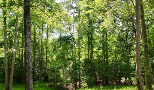 Photo of SOLD!  81.5 Acres of Waterfront Property For Sale in Blount's Creek Beaufort County NC!