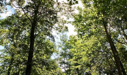 Photo of SOLD!  81.5 Acres of Waterfront Property For Sale in Blount's Creek Beaufort County NC!