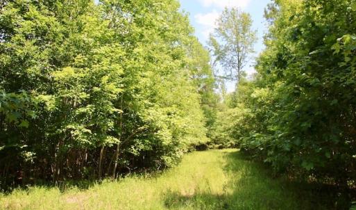 Photo of SOLD!  81.5 Acres of Waterfront Property For Sale in Blount's Creek Beaufort County NC!