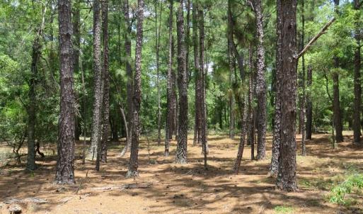 Photo of UNDER CONTRACT!  10.5 Acres of Hunting and Timberland For Sale in Bladen County NC!