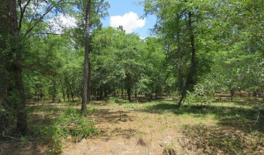 Photo of UNDER CONTRACT!  10.5 Acres of Hunting and Timberland For Sale in Bladen County NC!