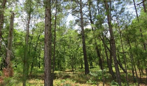 Photo of UNDER CONTRACT!  10.5 Acres of Hunting and Timberland For Sale in Bladen County NC!