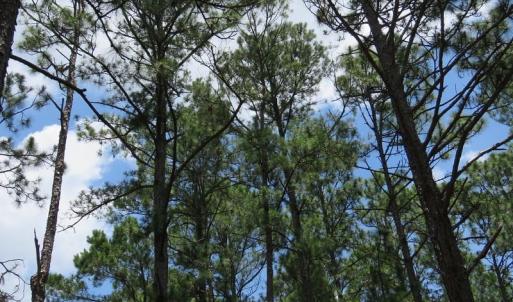 Photo of UNDER CONTRACT!  10.5 Acres of Hunting and Timberland For Sale in Bladen County NC!