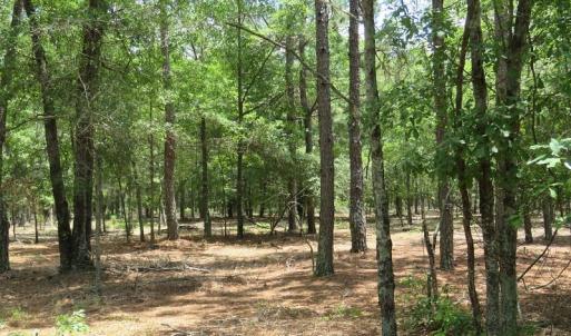 Photo of UNDER CONTRACT!  10.5 Acres of Hunting and Timberland For Sale in Bladen County NC!