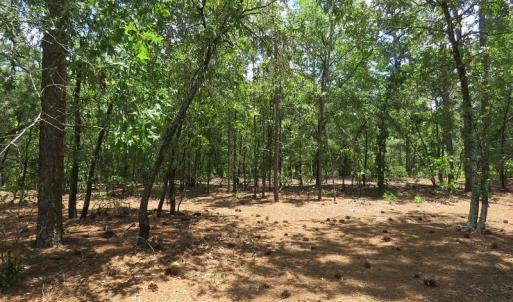 Photo of SOLD!  101 Acres of Hunting and Timberland For Sale in Bladen County NC!