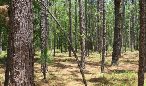 Photo of SOLD!  101 Acres of Hunting and Timberland For Sale in Bladen County NC!