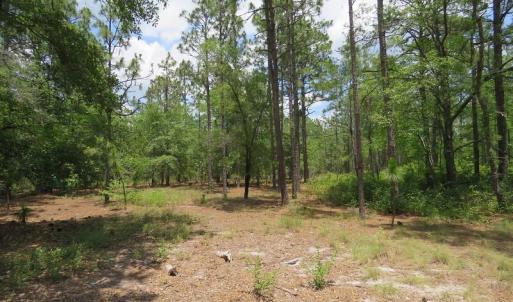 Photo of SOLD!  101 Acres of Hunting and Timberland For Sale in Bladen County NC!