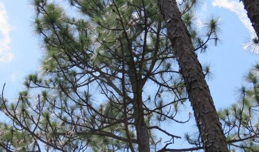 Photo of SOLD!  101 Acres of Hunting and Timberland For Sale in Bladen County NC!