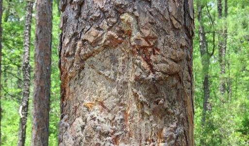 Photo of SOLD!  101 Acres of Hunting and Timberland For Sale in Bladen County NC!
