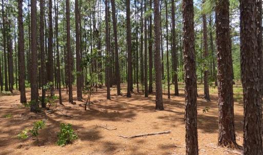 Photo of SOLD!  101 Acres of Hunting and Timberland For Sale in Bladen County NC!