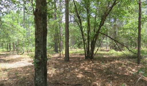 Photo of SOLD!  101 Acres of Hunting and Timberland For Sale in Bladen County NC!