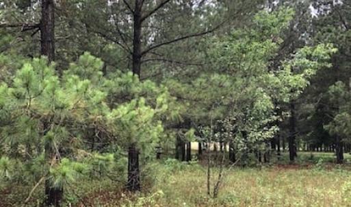 Photo of UNDER CONTRACT!  41.34 Acres of Hunting Land For Sale in Robeson County NC!