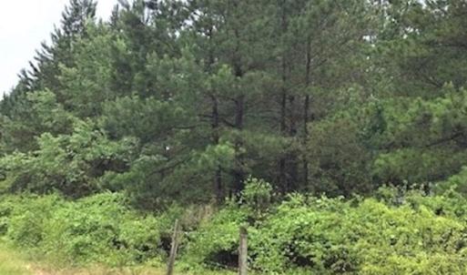 Photo of UNDER CONTRACT!  41.34 Acres of Hunting Land For Sale in Robeson County NC!