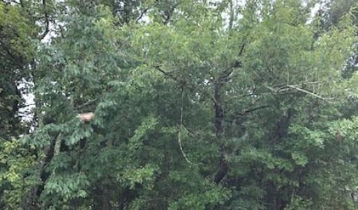 Photo of UNDER CONTRACT!  41.34 Acres of Hunting Land For Sale in Robeson County NC!