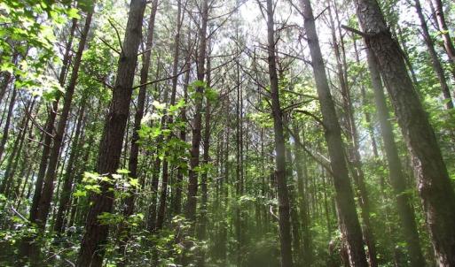 Photo of UNDER CONTRACT!  15 Acres of Farm and Hunting Land For Sale in Isle of Wight County Virginia!