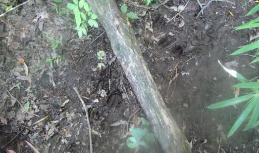 Photo of UNDER CONTRACT!  15 Acres of Farm and Hunting Land For Sale in Isle of Wight County Virginia!