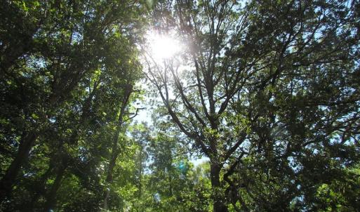 Photo of SOLD!  127 Acres of Farm and Hunting Land on the Blackwater River For Sale in Isle of Wight County Virginia!
