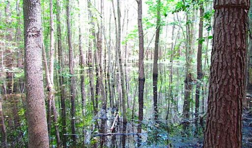Photo of SOLD!  127 Acres of Farm and Hunting Land on the Blackwater River For Sale in Isle of Wight County Virginia!