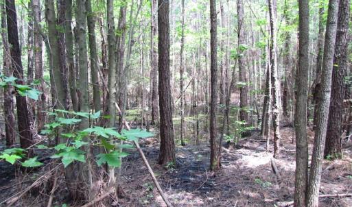 Photo of SOLD!  127 Acres of Farm and Hunting Land on the Blackwater River For Sale in Isle of Wight County Virginia!