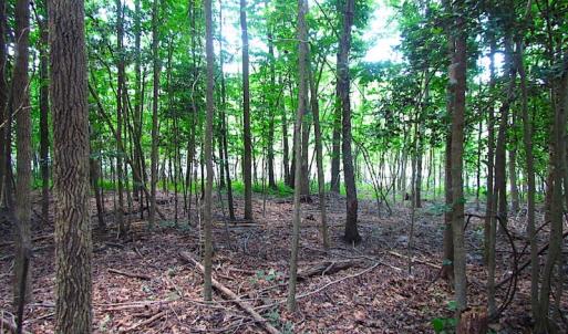 Photo of SOLD!  127 Acres of Farm and Hunting Land on the Blackwater River For Sale in Isle of Wight County Virginia!