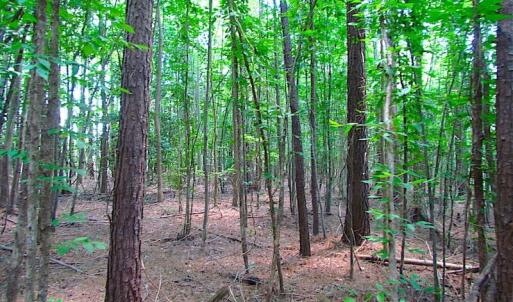 Photo of SOLD!  127 Acres of Farm and Hunting Land on the Blackwater River For Sale in Isle of Wight County Virginia!
