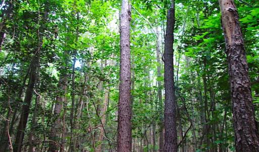 Photo of SOLD!  127 Acres of Farm and Hunting Land on the Blackwater River For Sale in Isle of Wight County Virginia!