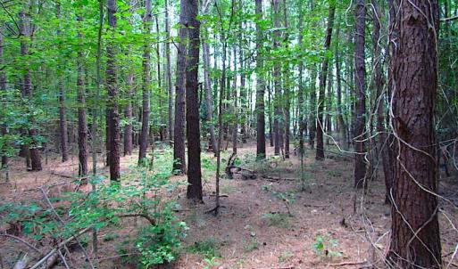 Photo of SOLD!  127 Acres of Farm and Hunting Land on the Blackwater River For Sale in Isle of Wight County Virginia!