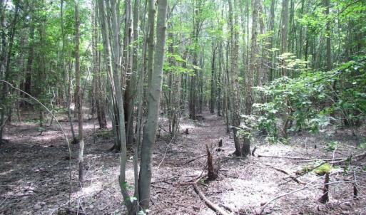 Photo of SOLD!  127 Acres of Farm and Hunting Land on the Blackwater River For Sale in Isle of Wight County Virginia!