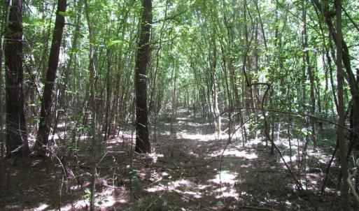 Photo of SOLD!  127 Acres of Farm and Hunting Land on the Blackwater River For Sale in Isle of Wight County Virginia!