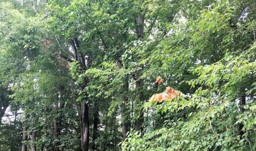 Photo of SOLD!!  0.75 Acre Residential Property with Home For sale in Lunenburg County VA!