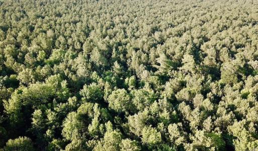 Photo of UNDER CONTRACT!  9.5 Acres of Hunting and Timber Land For Sale in Gates County NC!