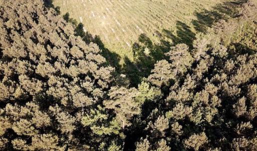Photo of UNDER CONTRACT!  9.5 Acres of Hunting and Timber Land For Sale in Gates County NC!
