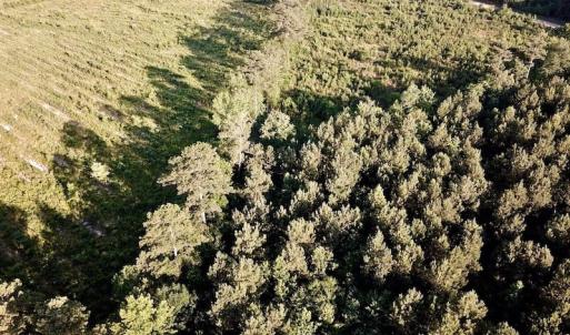 Photo of UNDER CONTRACT!  9.5 Acres of Hunting and Timber Land For Sale in Gates County NC!