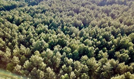 Photo of UNDER CONTRACT!  9.5 Acres of Hunting and Timber Land For Sale in Gates County NC!