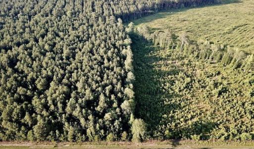 Photo of UNDER CONTRACT!  9.5 Acres of Hunting and Timber Land For Sale in Gates County NC!