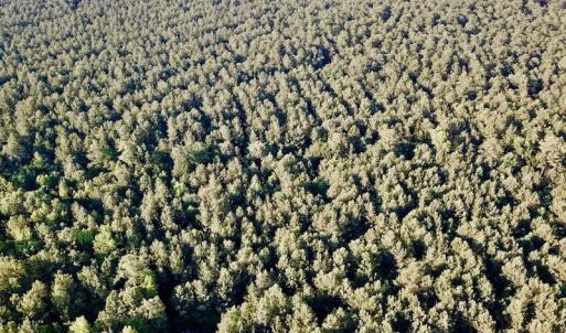 Photo of UNDER CONTRACT!  9.5 Acres of Hunting and Timber Land For Sale in Gates County NC!