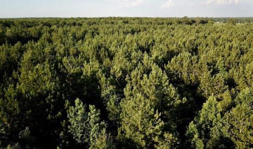 Photo of UNDER CONTRACT!  9.5 Acres of Hunting and Timber Land For Sale in Gates County NC!