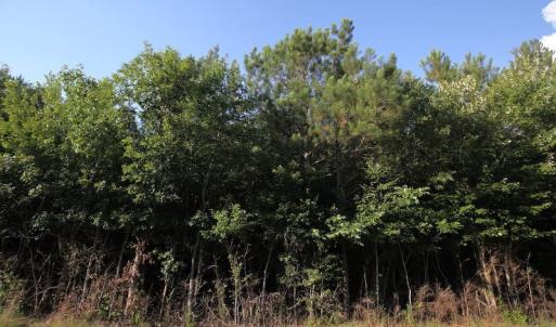 Photo of UNDER CONTRACT!  9.5 Acres of Hunting and Timber Land For Sale in Gates County NC!