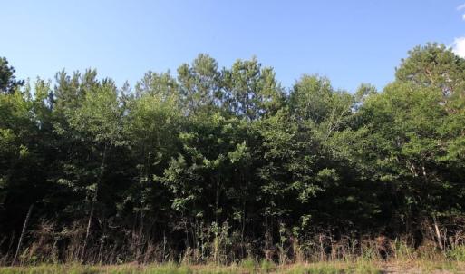 Photo of UNDER CONTRACT!  9.5 Acres of Hunting and Timber Land For Sale in Gates County NC!