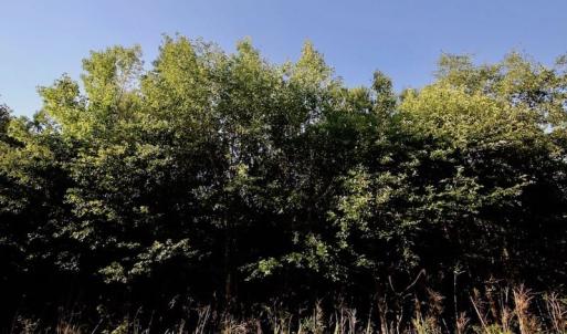 Photo of UNDER CONTRACT!  9.5 Acres of Hunting and Timber Land For Sale in Gates County NC!