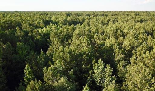 Photo of UNDER CONTRACT!  9.5 Acres of Hunting and Timber Land For Sale in Gates County NC!